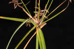 Fourangle flatsedge